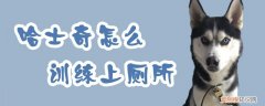 哈士奇怎么训练上厕所，怎么训练哈士奇在外面大小便