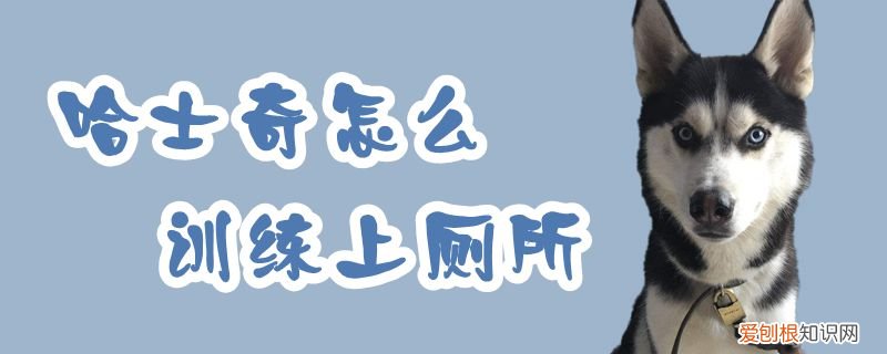 哈士奇怎么训练上厕所，怎么训练哈士奇在外面大小便