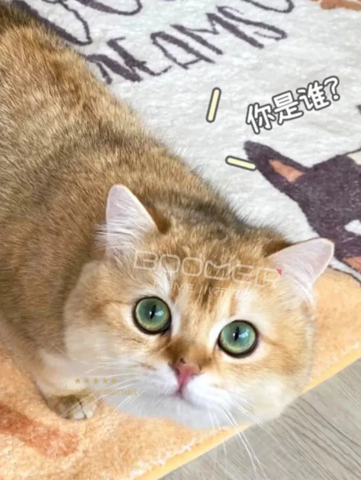 关于动物的有趣的知识，关于宠物的趣味知识，求分享？