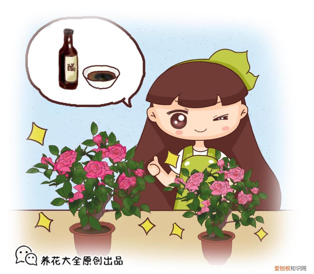 养花经验窍门大全，5个养花窍门，简单又实用，从此摆脱养花杀手称号！