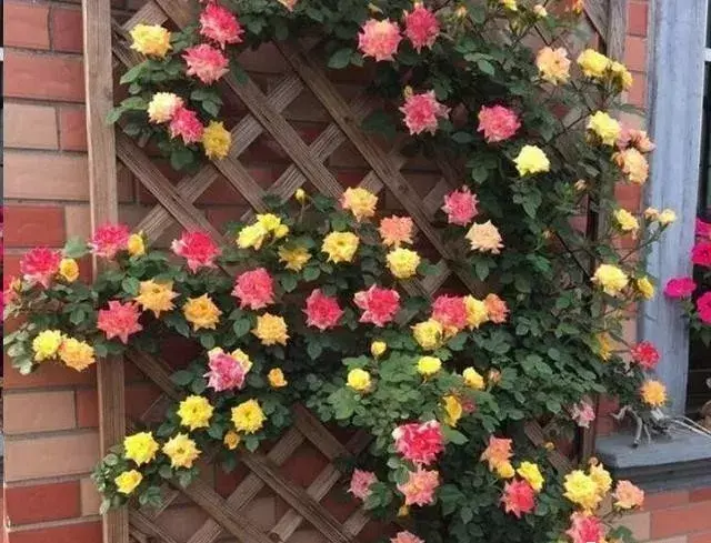 新手养盆栽植物要注意哪些，在家养盆栽，掌握这6个种植技巧，盆栽长的旺