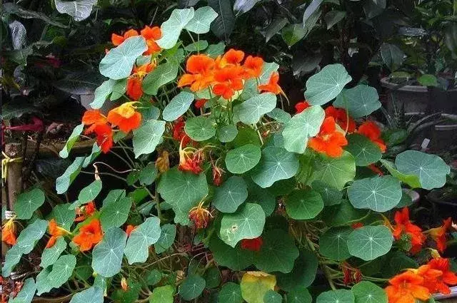 新手养盆栽植物要注意哪些，在家养盆栽，掌握这6个种植技巧，盆栽长的旺