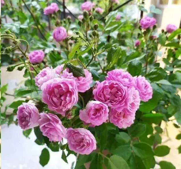 新手养盆栽植物要注意哪些，在家养盆栽，掌握这6个种植技巧，盆栽长的旺