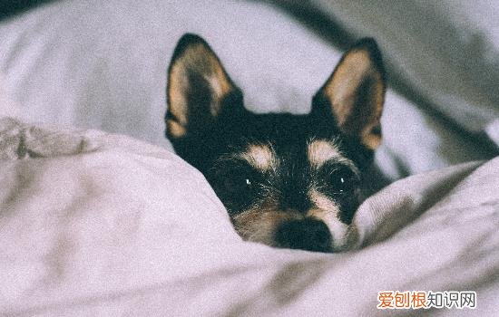 为什么狗狗不能吃葡萄这是为什么呢 为什么狗狗不能吃葡萄