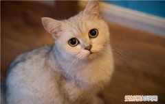 流浪猫眼睛流脓一样的厌食,大猫猫眼睛流脓一样的眼屎，眼睛睁不大，小猫眼屎多流脓