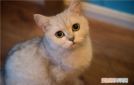 流浪猫眼睛流脓一样的厌食,大猫猫眼睛流脓一样的眼屎，眼睛睁不大，小猫眼屎多流脓