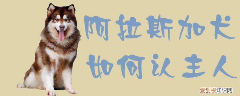 阿拉斯加犬如何认主人，阿拉斯加犬喜欢主人的表现