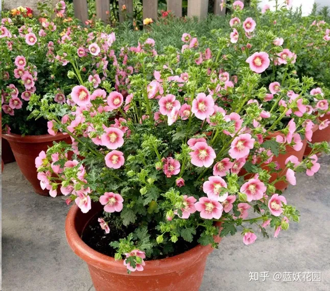 种盆栽需要注意些什么，有哪些盆栽种植技巧？