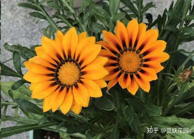种盆栽需要注意些什么，有哪些盆栽种植技巧？
