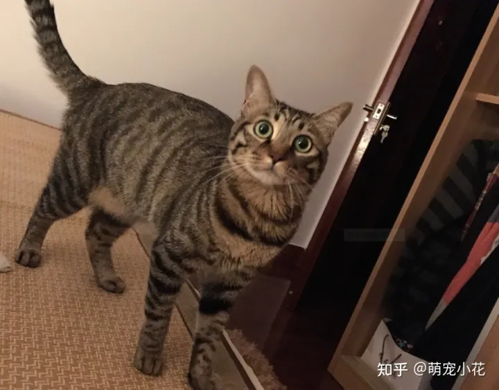 美短猫狸花猫的区别,如何区分“狸花猫”和“美短猫”?学会看这几点,就不会被骗了