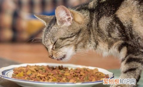 美短猫狸花猫的区别,如何区分“狸花猫”和“美短猫”?学会看这几点,就不会被骗了