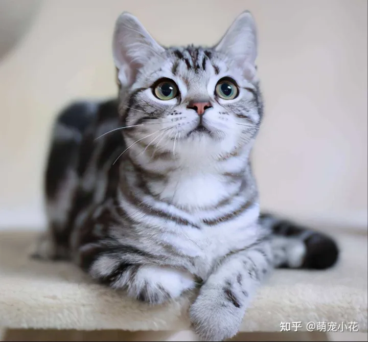 美短猫狸花猫的区别,如何区分“狸花猫”和“美短猫”?学会看这几点,就不会被骗了