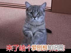 美短猫狸花猫的区别,如何区分“狸花猫”和“美短猫”?学会看这几点,就不会被骗了