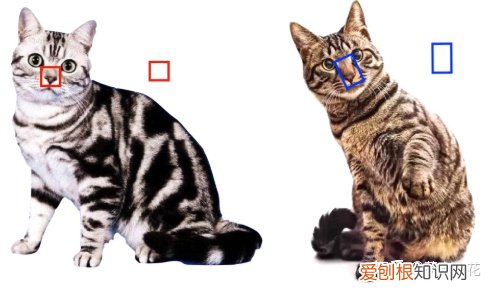 美短猫狸花猫的区别,如何区分“狸花猫”和“美短猫”?学会看这几点,就不会被骗了