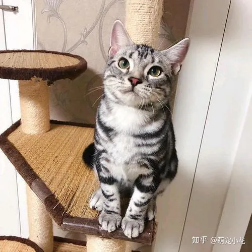 美短猫狸花猫的区别,如何区分“狸花猫”和“美短猫”?学会看这几点,就不会被骗了
