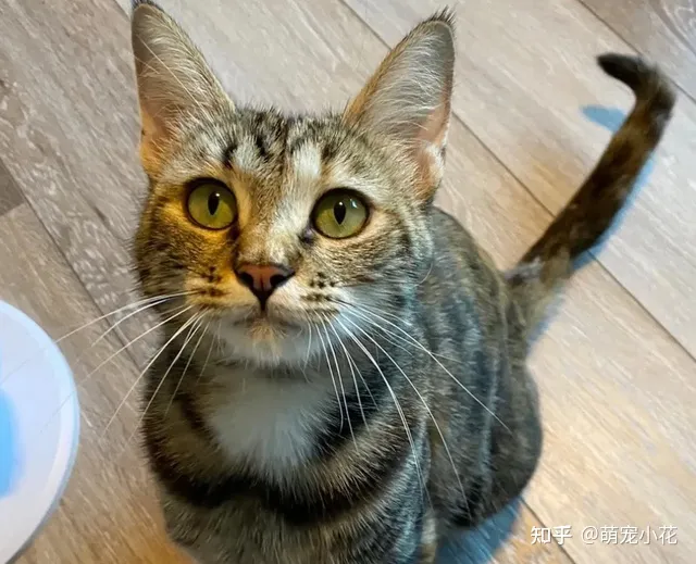 美短猫狸花猫的区别,如何区分“狸花猫”和“美短猫”?学会看这几点,就不会被骗了
