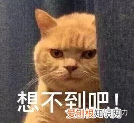 怎么辨别小奶猫的性别，小奶猫性别傻傻分不清？只需4招，教你分辨小公猫和小母猫