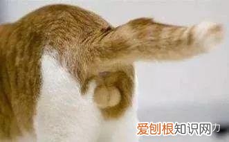 怎么辨别小奶猫的性别，小奶猫性别傻傻分不清？只需4招，教你分辨小公猫和小母猫