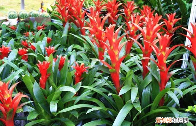 鸿运当头开花过程，开花红火寓意好，鸿运当头只需4个技巧，叶子油亮花色红艳
