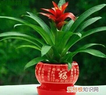 鸿运当头开花过程，开花红火寓意好，鸿运当头只需4个技巧，叶子油亮花色红艳