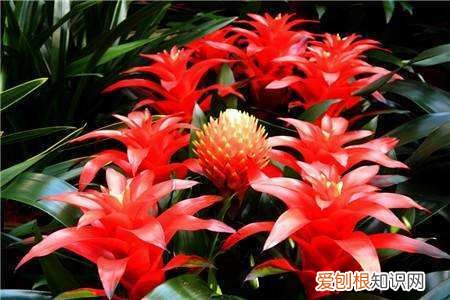 鸿运当头开花过程，开花红火寓意好，鸿运当头只需4个技巧，叶子油亮花色红艳