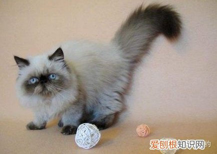 不喜欢品种猫怎么办，买猫不求人：猫咪鉴别大全之喜马拉雅篇
