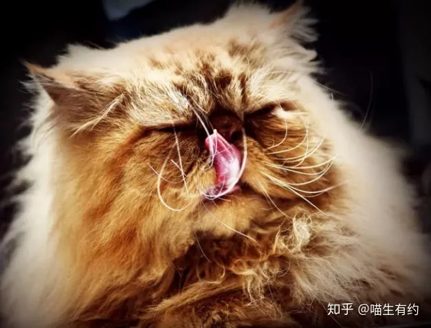 不喜欢品种猫怎么办，买猫不求人：猫咪鉴别大全之喜马拉雅篇