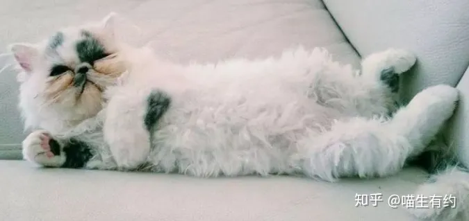 不喜欢品种猫怎么办，买猫不求人：猫咪鉴别大全之喜马拉雅篇