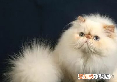 不喜欢品种猫怎么办，买猫不求人：猫咪鉴别大全之喜马拉雅篇