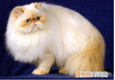不喜欢品种猫怎么办，买猫不求人：猫咪鉴别大全之喜马拉雅篇