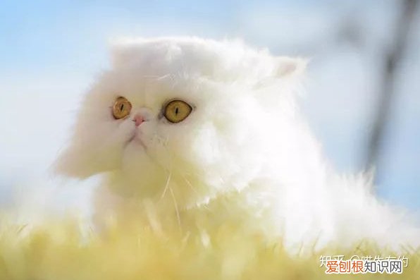 不喜欢品种猫怎么办，买猫不求人：猫咪鉴别大全之喜马拉雅篇