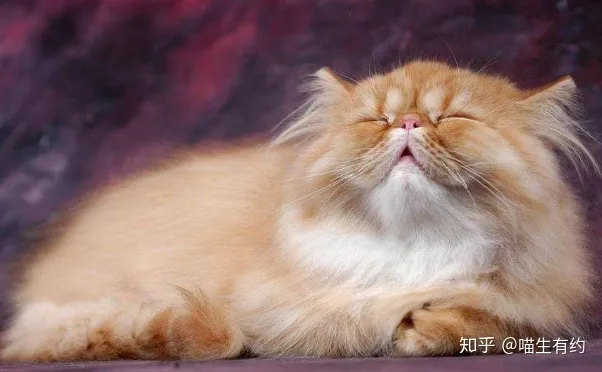不喜欢品种猫怎么办，买猫不求人：猫咪鉴别大全之喜马拉雅篇