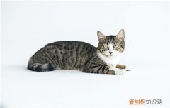 猫指甲开裂空隙发黑增厚,猫指甲开劈可以剪吗,猫指甲开裂出血怎么办