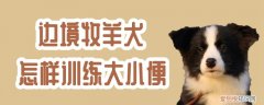 边境牧羊犬怎样训练大小便，边境牧羊犬怎么训练拉屎