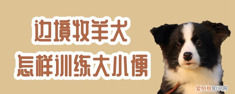 边境牧羊犬怎样训练大小便，边境牧羊犬怎么训练拉屎