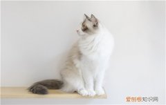 猫心房心肌肥厚能活多久,猫心急肥厚能活多就,猫心急肥厚是肥胖引起的