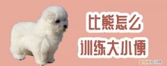 比熊怎么训练大小便，比熊怎么训练大小便视频