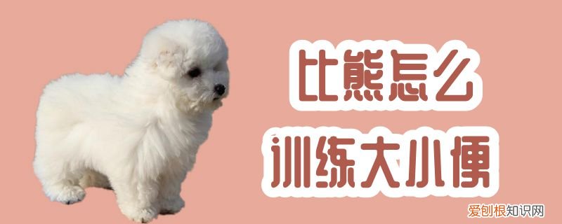 比熊怎么训练大小便，比熊怎么训练大小便视频