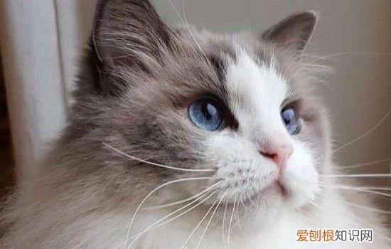 猫有猫藓会传染给人吗,猫身上的猫藓会传染给人吗,猫藓会传染给人吗图片
