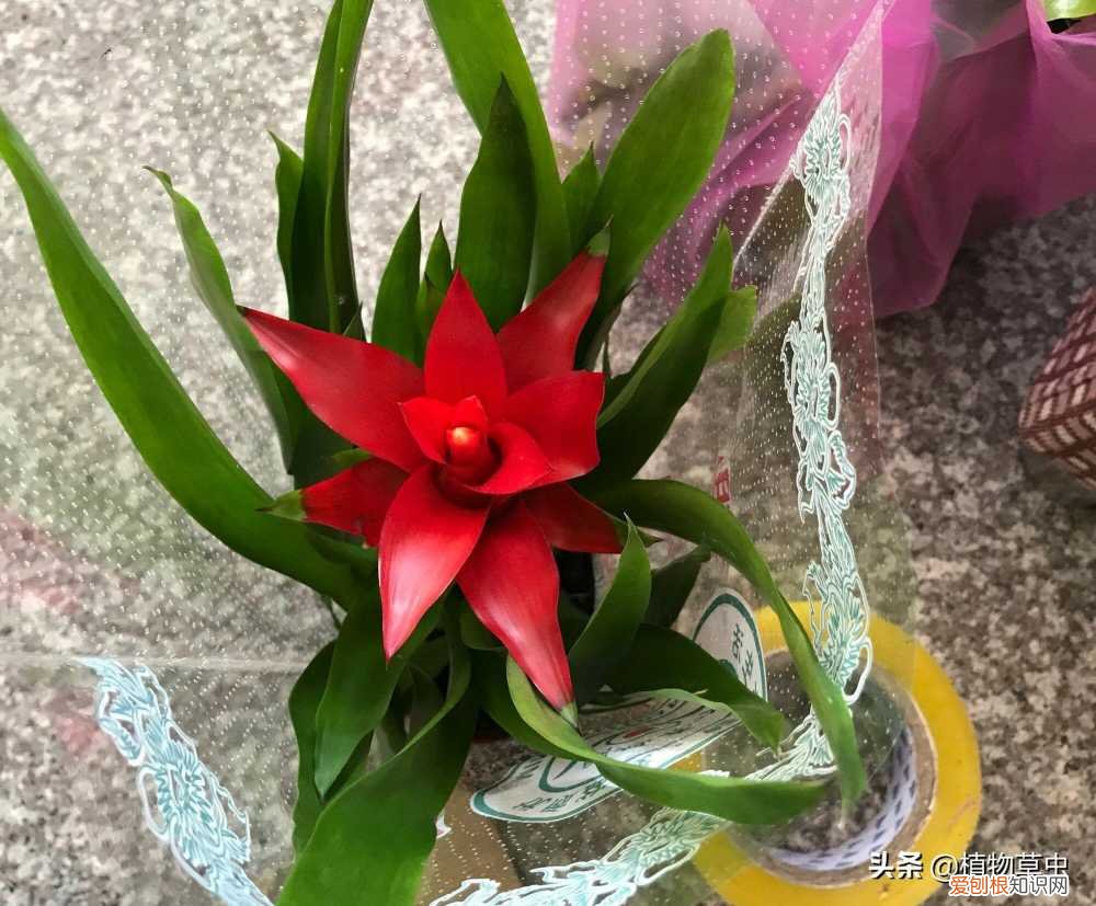 鸿运当头开花什么样,有人说鸿运当头有毒,做到这5点鸿运当头开花鲜艳长势旺