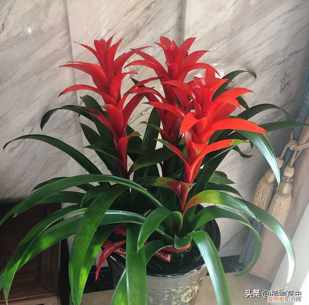 鸿运当头开花什么样,有人说鸿运当头有毒,做到这5点鸿运当头开花鲜艳长势旺