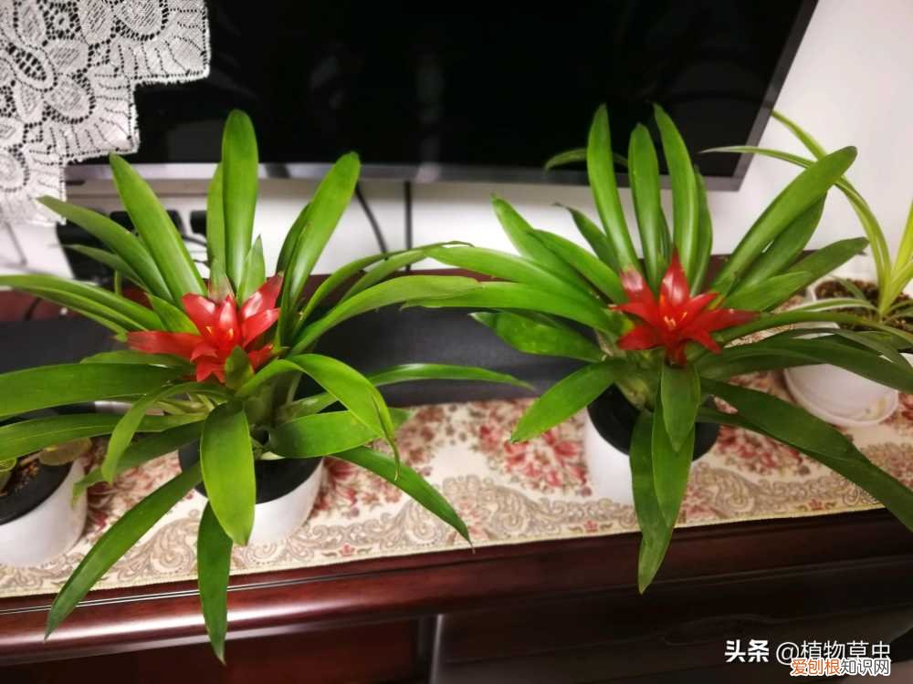 鸿运当头开花什么样,有人说鸿运当头有毒,做到这5点鸿运当头开花鲜艳长势旺