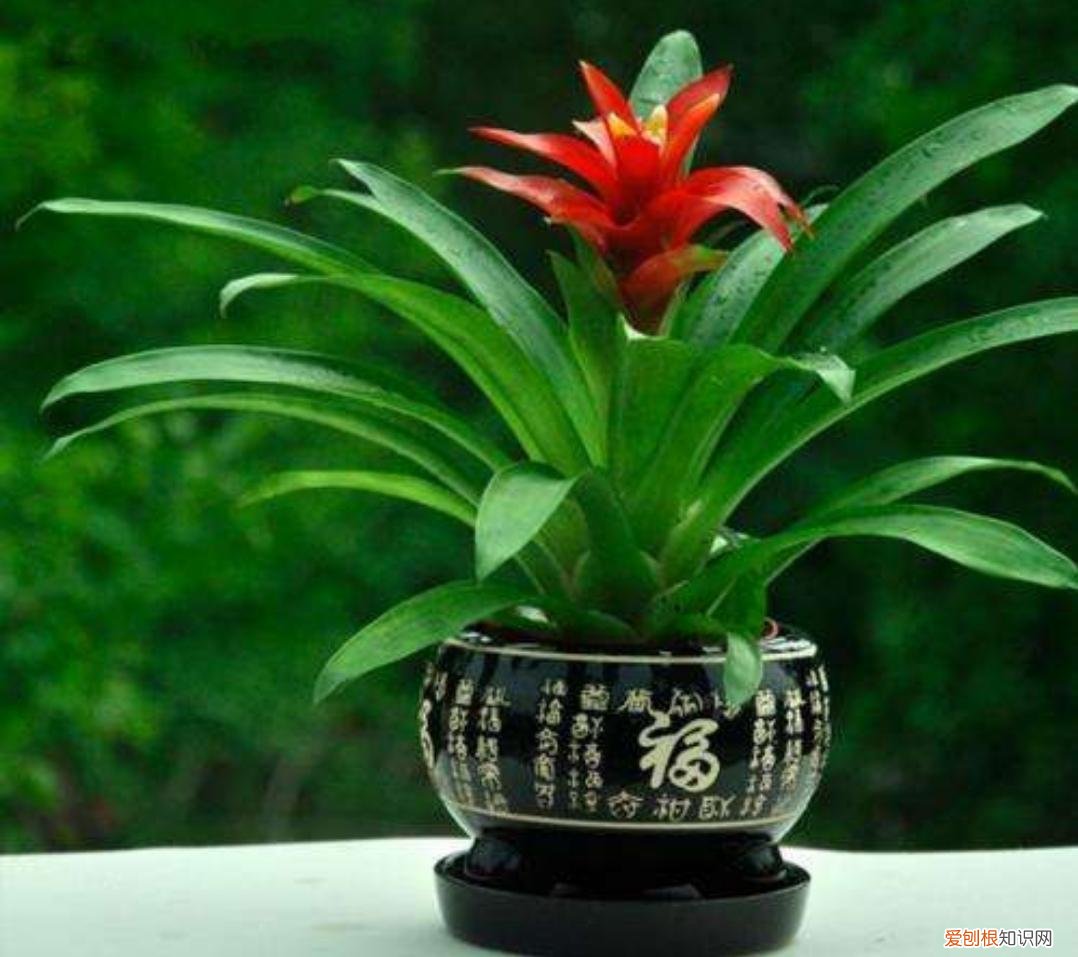 鸿运当头的花平时该怎么养，鸿运当头这样种植花多还很鲜艳