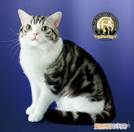 猫怎么看品相好不好,怎么看猫的品相?看完后买猫再也不被忽悠了!
