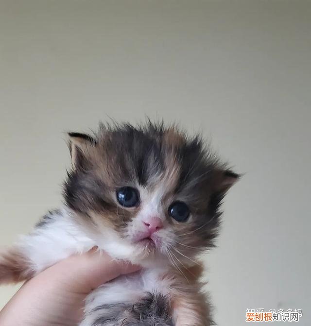 猫怎么看品相好不好,怎么看猫的品相?看完后买猫再也不被忽悠了!