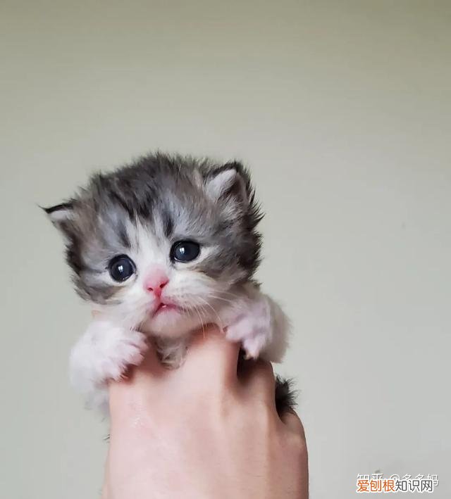 猫怎么看品相好不好,怎么看猫的品相?看完后买猫再也不被忽悠了!