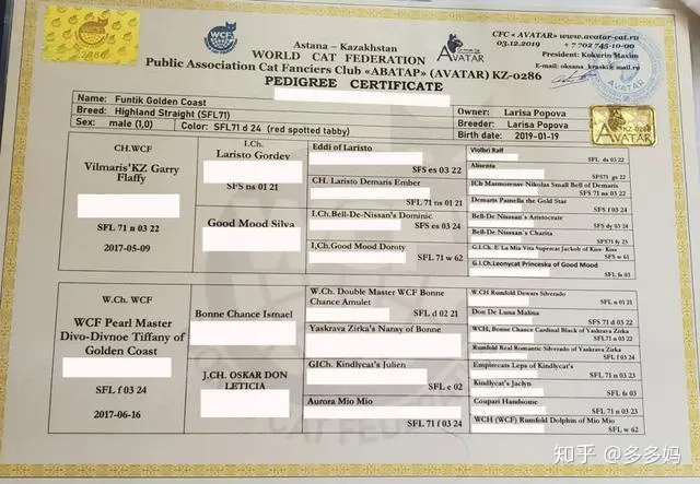 猫怎么看品相好不好,怎么看猫的品相?看完后买猫再也不被忽悠了!