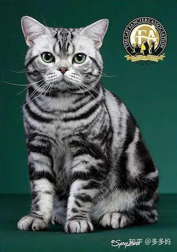 猫怎么看品相好不好,怎么看猫的品相?看完后买猫再也不被忽悠了!