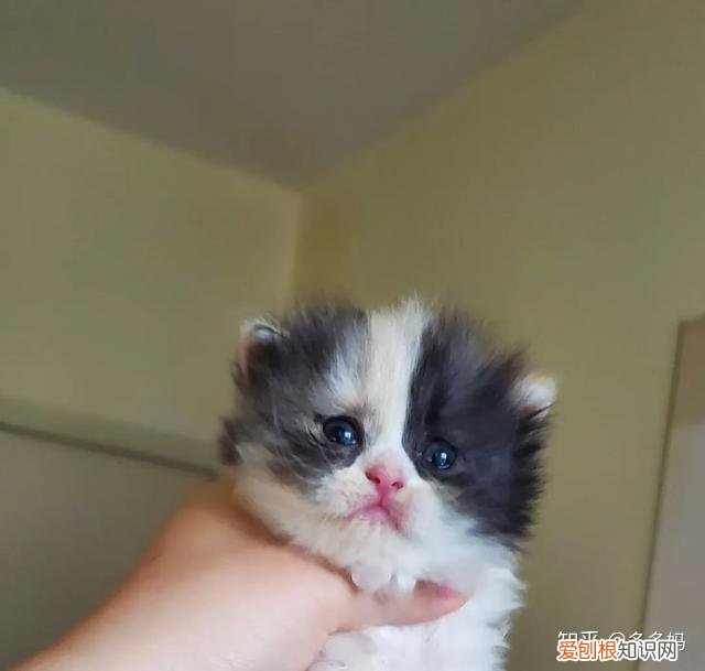 猫怎么看品相好不好,怎么看猫的品相?看完后买猫再也不被忽悠了!
