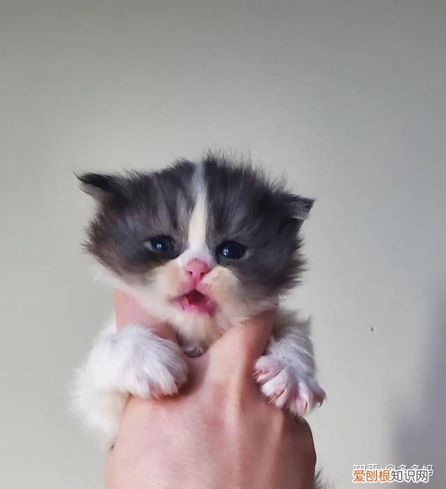 猫怎么看品相好不好,怎么看猫的品相?看完后买猫再也不被忽悠了!